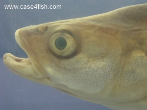Foto Galerie/Cypriniformes/Cyprinidae/Leuciscus aspius/Leuciscus aspius_07_S.jpg